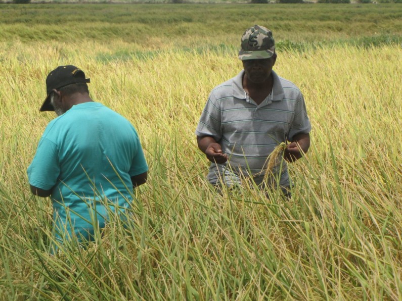 Rice farmers to be paid more for paddy as new export markets bring benefits