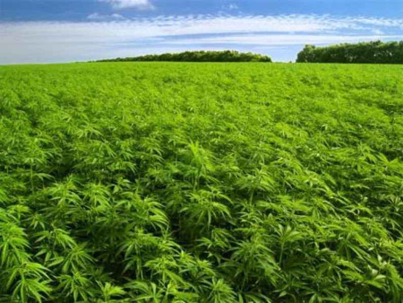 No legalisation of marijuana here  -Rohee