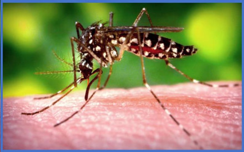 United States CDC warns of Chikungunya in the Caribbean