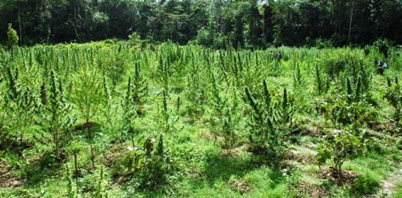 Two acres of marijuana plants destroyed at Kairuni farm