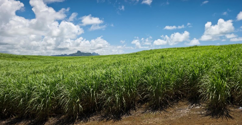 Guysuco surpasses 2015 sugar production target