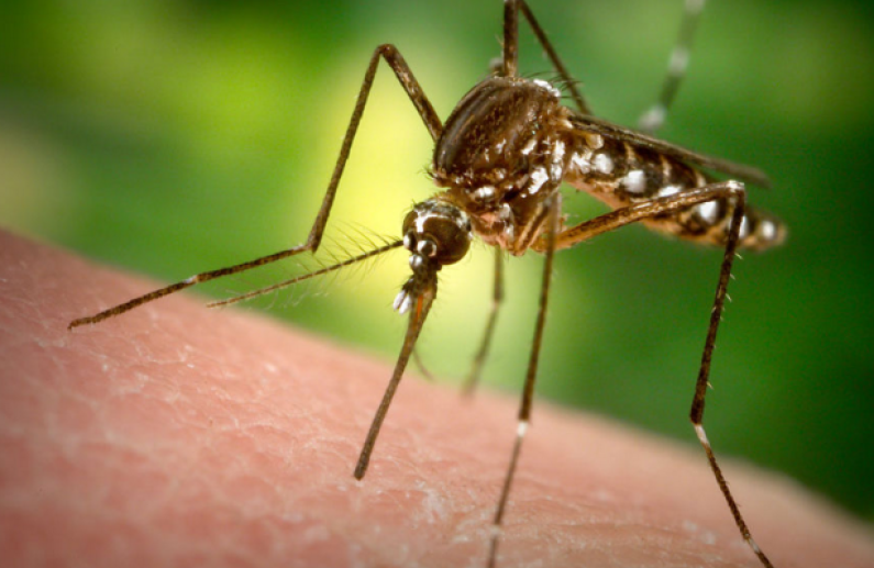 Eccles teen confirmed with second Zika case in Guyana