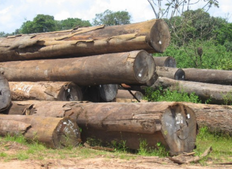 Absence of Barama and Baishanlin results in decline in log exports   -Minister Trotman