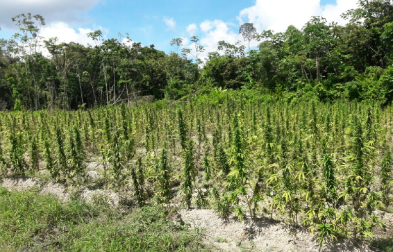 Police destroy four-acre Berbice marijuana farm