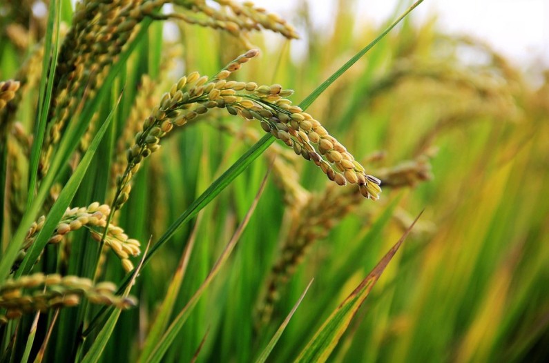 GRDB dispatches investigative team to probe reports of worms affecting rice plants in the Corentyne