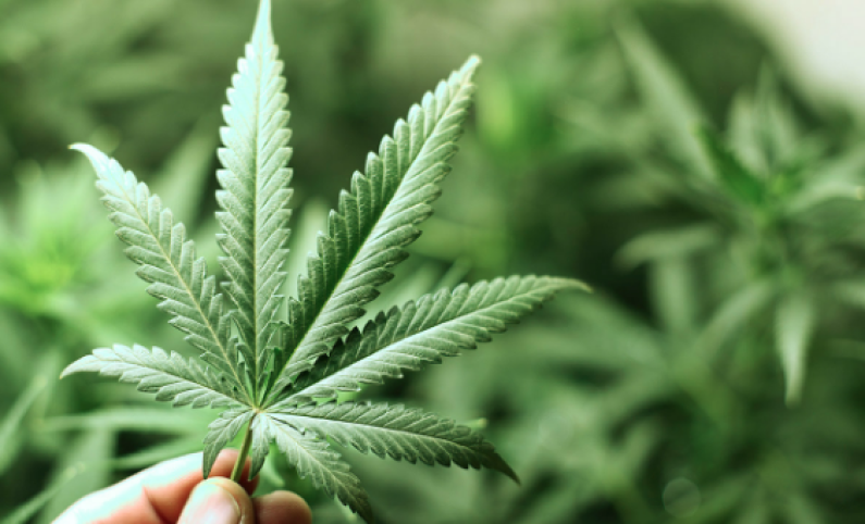 CARICOM Commission recommends decriminalisation of marijuana across CARICOM