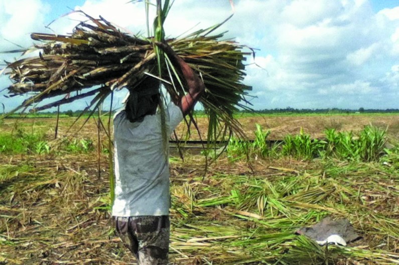 Guysuco and GAWU reach agreement on salary increase for sugar workers