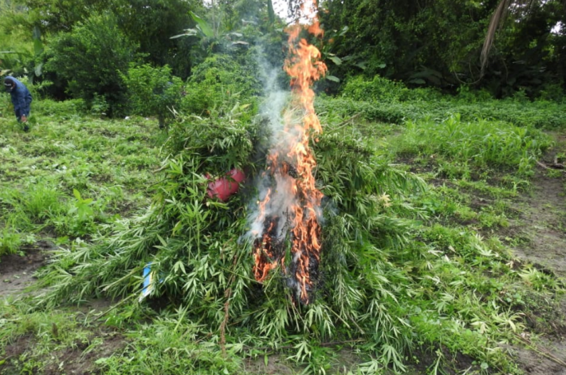 Police destroy over 2 acres of marijuana plants in Berbice river