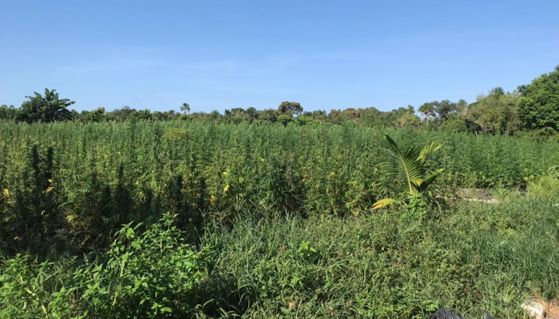 Police destroy over 740,000 pounds of marijuana in Berbice operation
