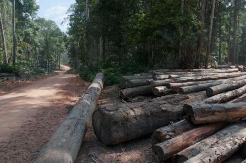 Forestry Commission cuts down Article 13’s call for ban on log exports
