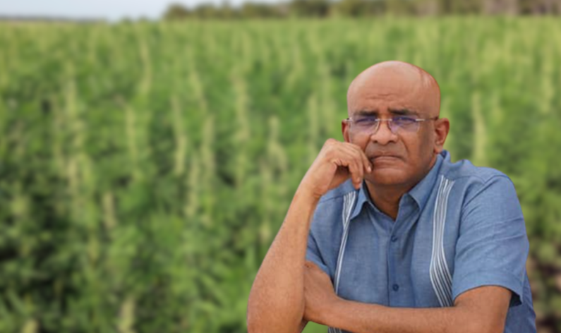Jagdeo earmarks hemp cultivation for Regions 6 and 10 to assist with unemployment; Legislation to be tabled in May