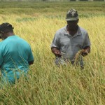 Rice farmers to be paid more for paddy as new export markets bring benefits