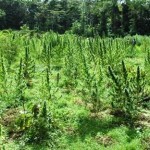Two acres of marijuana plants destroyed at Kairuni farm
