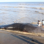 20 Foot whale washes up at Kitty seawalls; hundreds gather for close look 