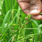 Rice farmers wary of government’s hold of industry   -RPA