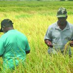Rice exports see 6% increase even with weak prices  -Govt.