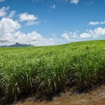 Guysuco surpasses 2015 sugar production target