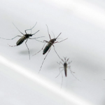 Brazil declares emergency after 2,400 babies are born with brain damage, possibly due to mosquito-borne virus