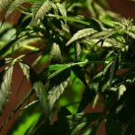 Colombia fully legalizes medical marijuana