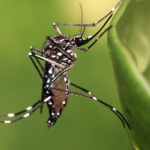 Guyana expresses worry over CDC travel advisory after only one case of Zika