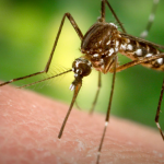 Eccles teen confirmed with second Zika case in Guyana