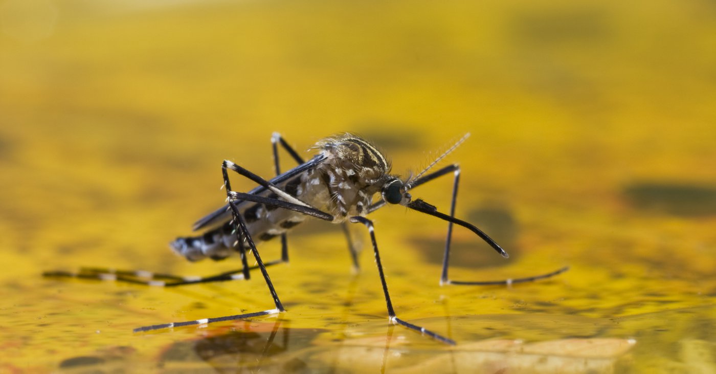 yellow-fever-hd