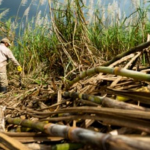 BUDGET 2017: Struggling sugar industry to receive $9 Billion