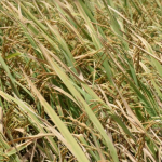 Wales Estate moving apace with rice cultivation  -Govt.