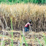 PSC “dismayed” that government moving ahead with closure of some sugar estates