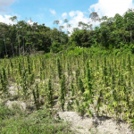 Police destroy four-acre Berbice marijuana farm