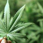 CARICOM Commission recommends decriminalisation of marijuana across CARICOM