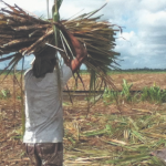 Retrenched sugar workers to receive remaining severance pay