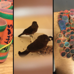 Passenger from Guyana held at JFK with 70 live birds in hair curlers