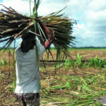 Sugar workers to get bonus as sugar production is poised to surpass target
