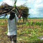 Govt. should engage Guysuco Board on salary increases for sugar workers   -GAWU