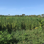 Police destroy over 740,000 pounds of marijuana in Berbice operation
