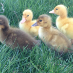 18-year-old chopped by farmer over alleged attempt to steal ducklings