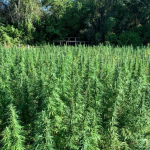 Berbice marijuana farm destroyed with $115 Million worth of marijuana