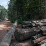 Forestry Commission cuts down Article 13’s call for ban on log exports
