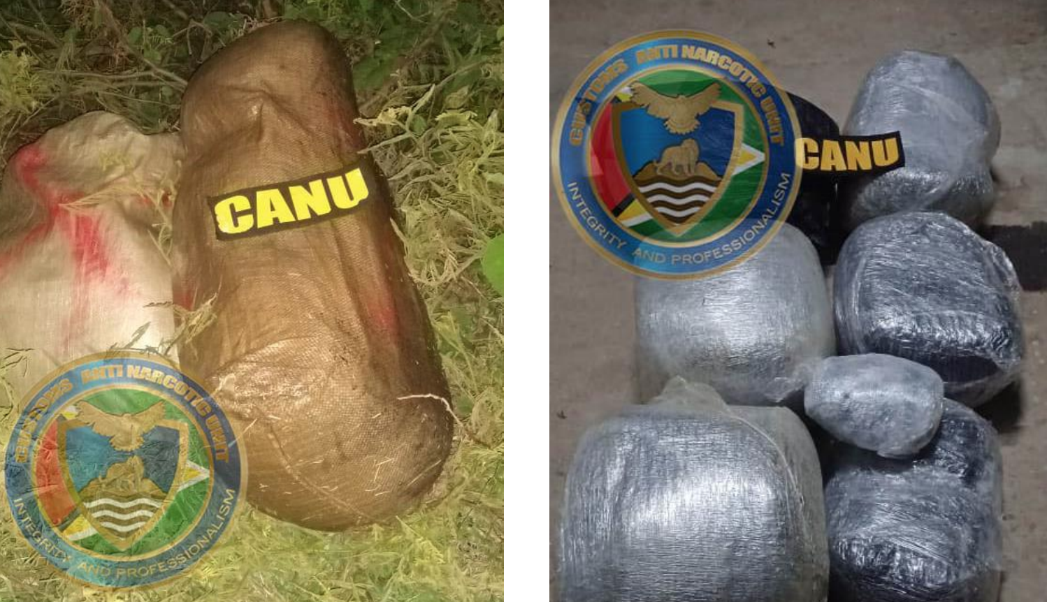 CANU continues major drug eradication campaign in Berbice – News Source Guyana