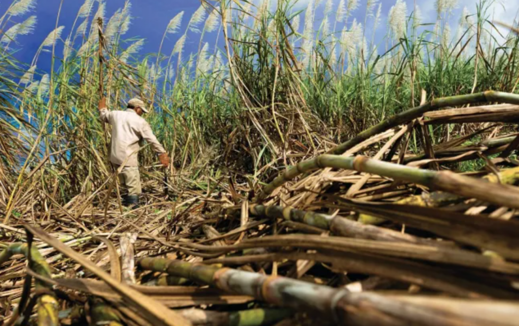 Sugar workers to get 8% salary increase -VP Jagdeo announces – News Source Guyana