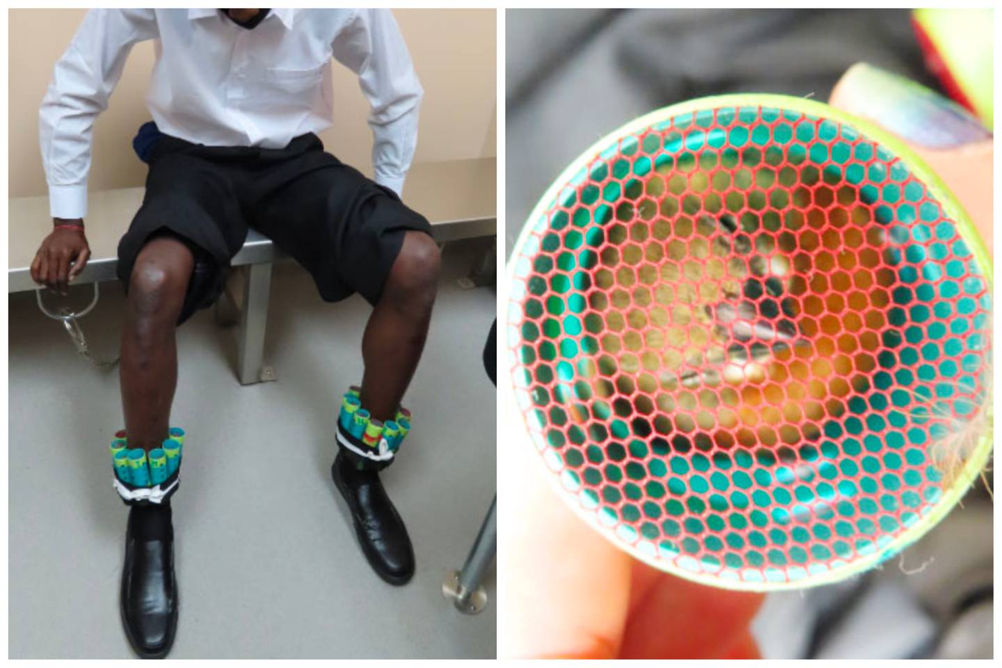 Guyanese serial bird smuggler sentenced to one year in US jail – News Source Guyana