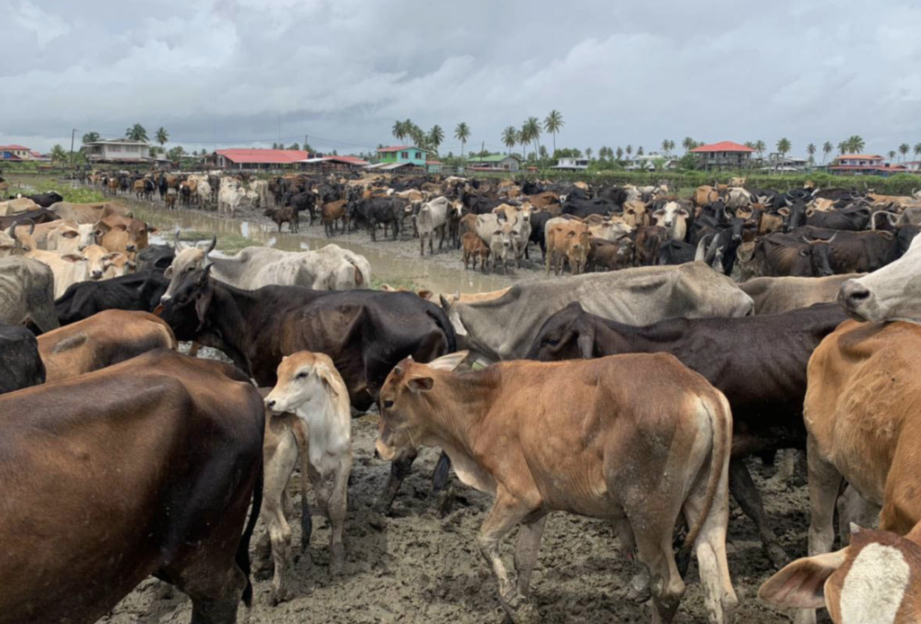 Ali urges Caribbean to take additional steps to guard against Foot and Mouth disease