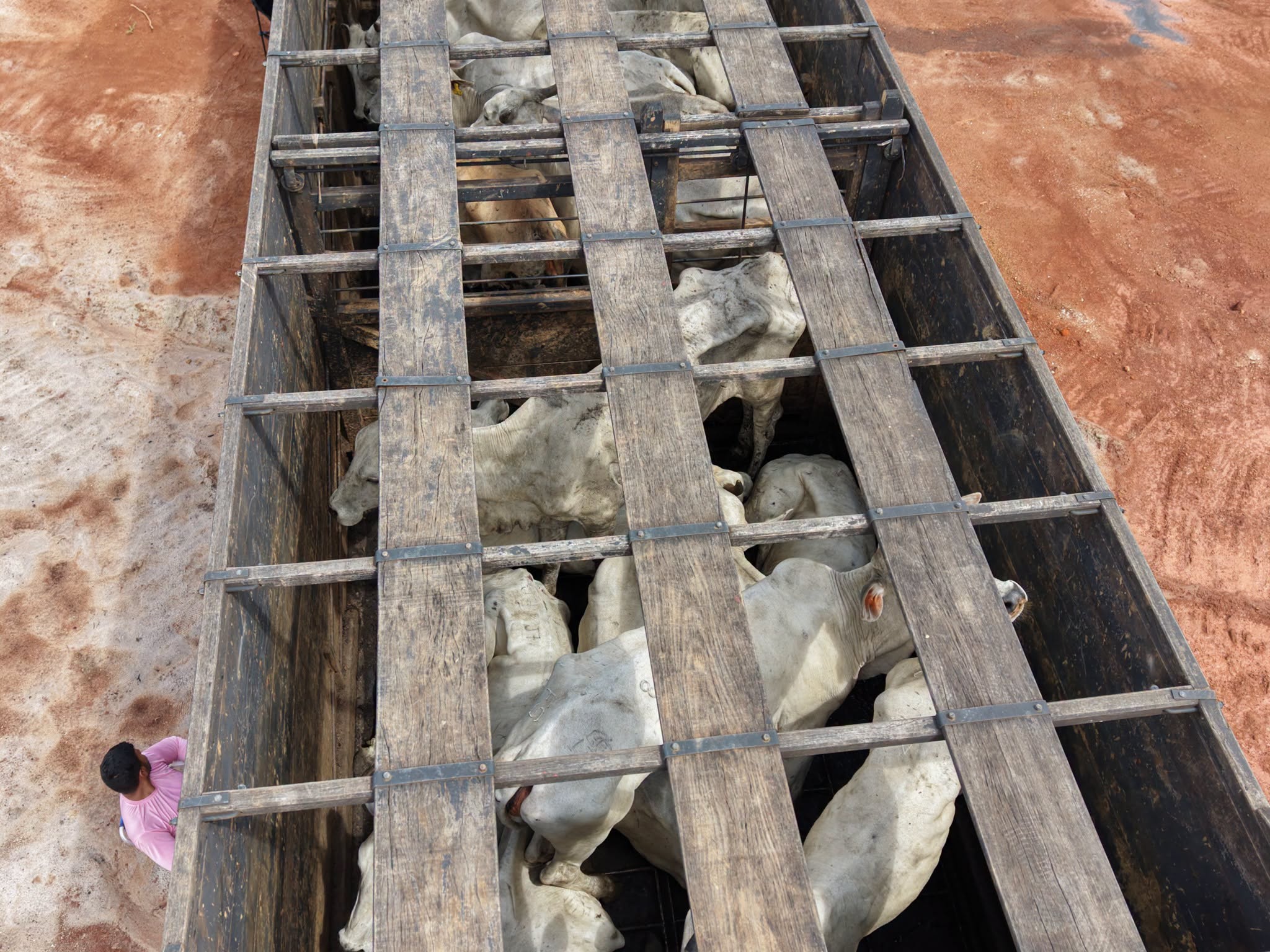 Opposition and Agriculture Ministry clash over importation of cattle from Brazil and transport conditions – News Source Guyana Opposition and Agriculture Ministry clash over importation of cattle from Brazil and transport conditions – News Source Guyana